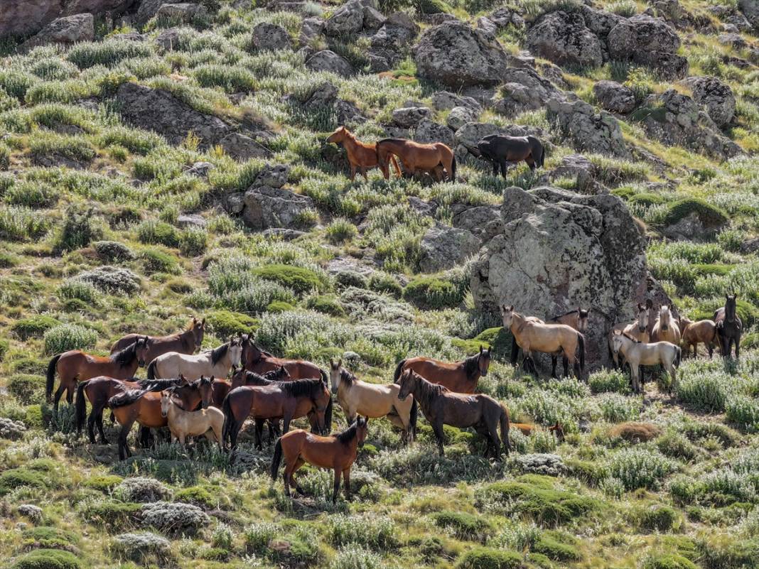 Konya Ovası’na bakan zirvede yılkı atlarıyla büyüleyici manzara 5